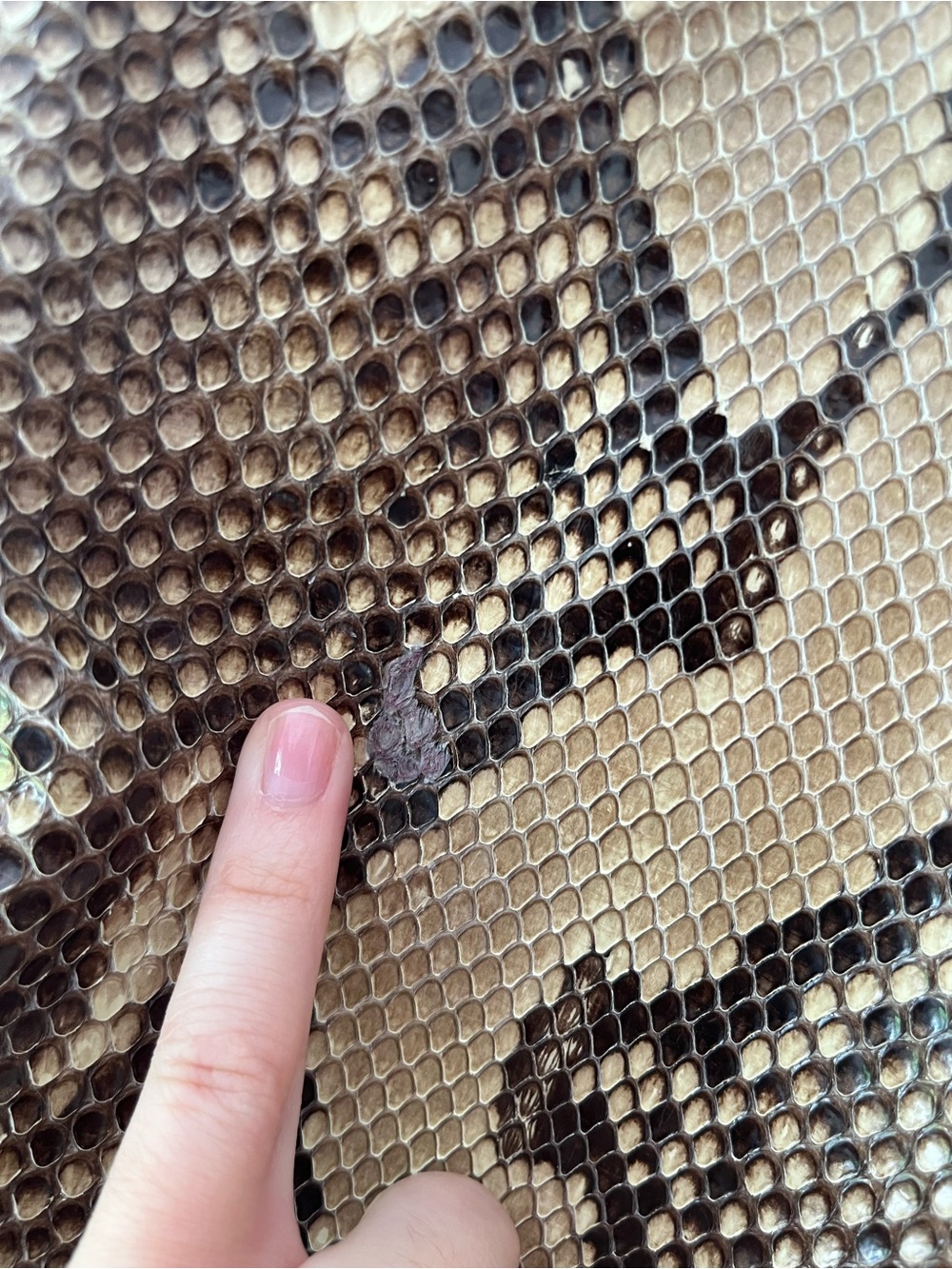 Genuine Python Coach jacket - Picture 13 of 16